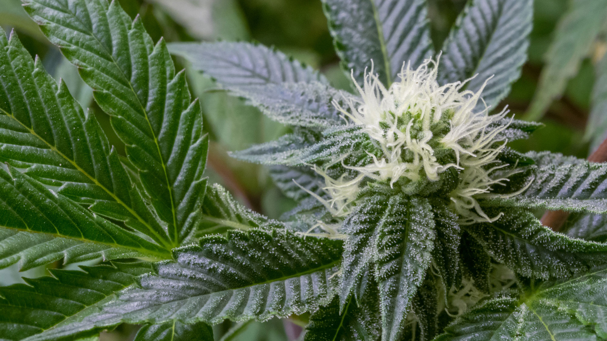 Highest THC Weed In Washington