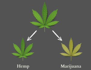 Hemp and Marijuana Aren't the Same